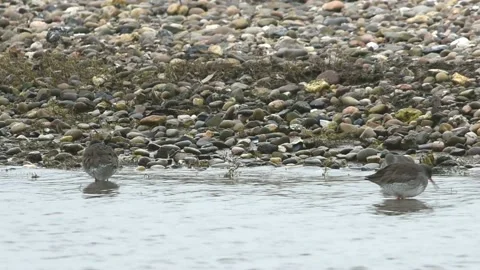 Common Redshank, Redshank, Tringa tetanus Stock Footage 139923385