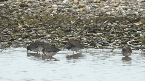 Common Redshank, Redshank, Tringa tetanus Stockbeeldmateriaal 139923391