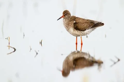 Common redshank with reflection on surface of water Stock Photos