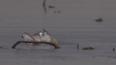 Common redshank splashes in the river Stock Footage 283984906