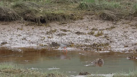 Common redshank standing in coastal meadow Stock Footage 337018228