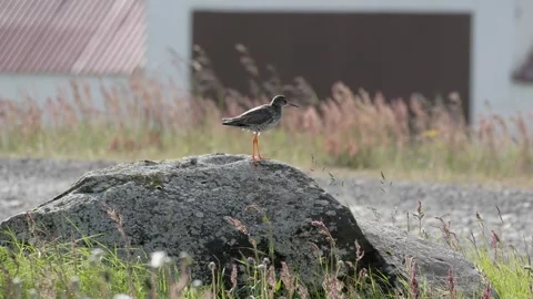 Common Redshank standing on a rock in Iceland 4K UHD slow motion wildlife Video stock 339749147