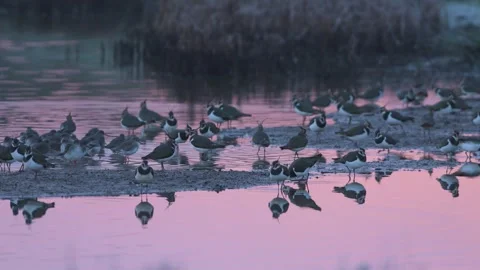 Common Redshank, Tringa totanus and Northern Lapwing, Vanellus vanellus Stock-Footage 292970853