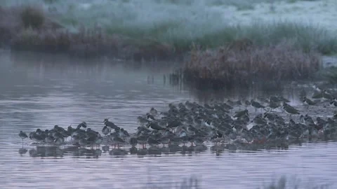Common Redshank, Tringa totanus and Northern Lapwing, Vanellus Vanellus Video stock 308124053