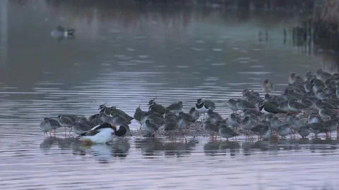 Common Redshank, Tringa totanus and Northern Lapwing, Vanellus Vanellus Video stock 308124061