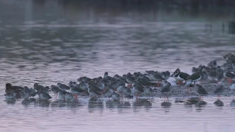 Common Redshank, Tringa totanus, birds in winter in marshes at dawn Video stock 292970644