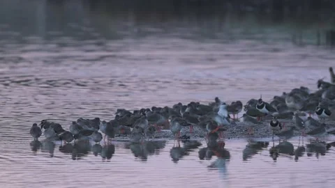 Common Redshank, Tringa totanus, birds in winter in marshes at dawn Vídeos de archivo 292970662