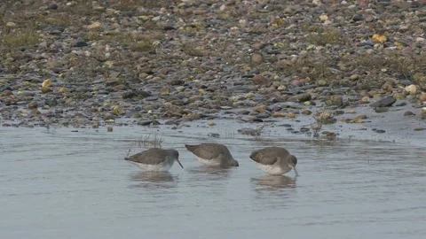 Common Redshank, Tringa totanus in the environment during migration 스톡 동영상 231558892