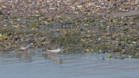 Common Redshank, Tringa totanus in the environment during migration Stock Footage 231558937