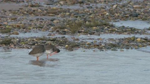 Common Redshank, Tringa totanus in the environment during migration Stock Footage 231558941