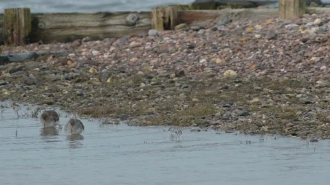 Common Redshank, Tringa totanus in the environment during migration Stock Footage 231731557