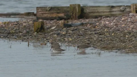 Common Redshank, Tringa totanus in the environment during migration Stock Footage 231731571