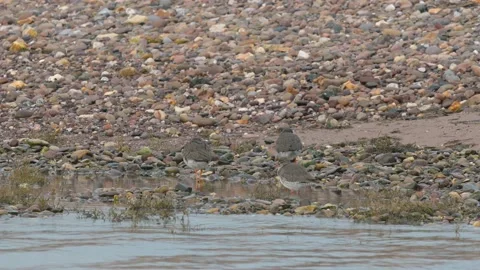 Common Redshank, Tringa totanus in the environment during migration 動画素材 231811998