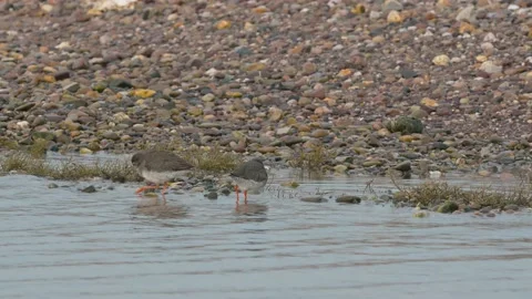 Common Redshank, Tringa totanus in the environment during migration Stock Footage 231816261