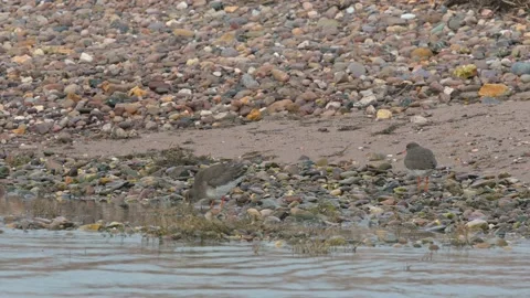 Common Redshank, Tringa totanus in the environment during migration Stock Footage 231816291