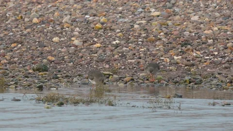 Common Redshank, Tringa totanus in the environment during migration Stock Footage 231816457