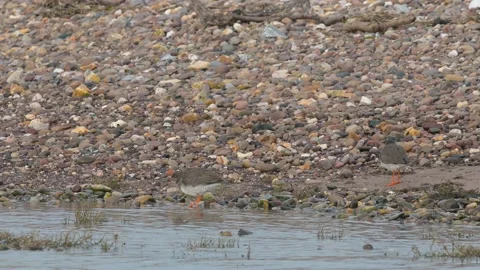 Common Redshank, Tringa totanus in the environment during migration Stock Footage 231816472