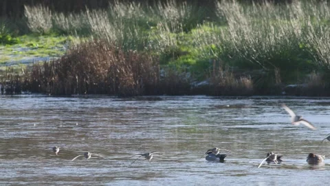 Common Redshank, Tringa totanus, flock of birds on a winter over the marshes Video stock 293259181
