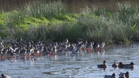 Common Redshank, Tringa totanus, flock of birds on a winter over the marshes Stock Footage 293259190