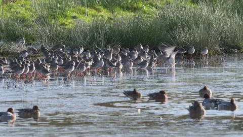 Common Redshank, Tringa totanus, flock of birds on a winter over the marshes Stock-Footage 293259199