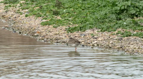Common Redshank (Tringa totanus) preening 库存影片 61858165