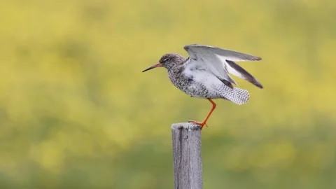 Common Redshank Tringa Totanus spreading wings on a post Video stock 246598219