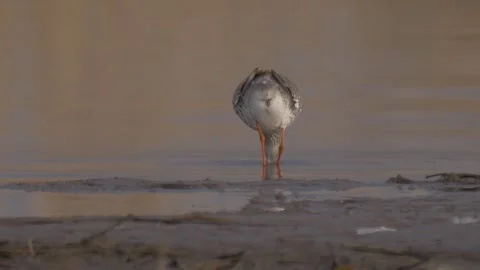 Common redshank walks in the river and looks for food Stock Footage 283985608