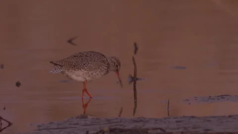 Common redshank walks in the river in sunset Stock Footage 283993111