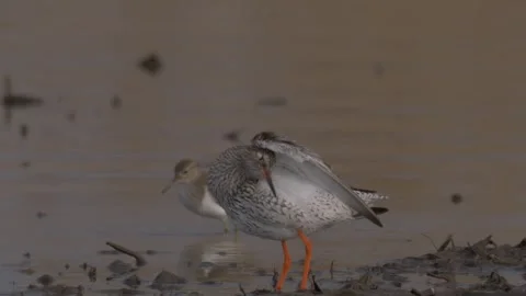 Common redshank walks on the shore Stock Footage 283985115