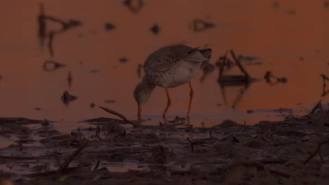 Common redshank walks on the shore in sunset Stock Footage 283985665