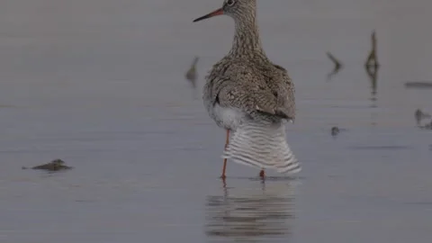 Common redshank washes up in the river then flies Stock-Footage 283993141