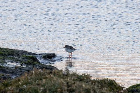 Common redshank at the water's edge Stock Photos