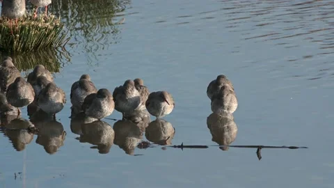 Common Redshanks, Tringa totanus in environment Stock-Footage 169896709
