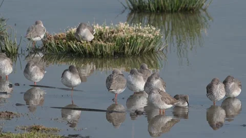 Common Redshanks, Tringa totanus in environment Stock-Footage 170009128