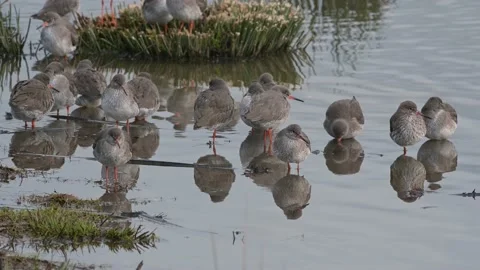Common Redshanks, Tringa totanus in environment 스톡 동영상 170097436