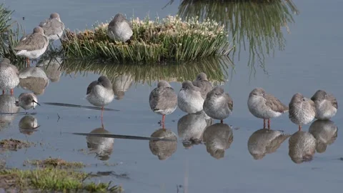 Common Redshanks, Tringa totanus in environment Stock Footage 170099773