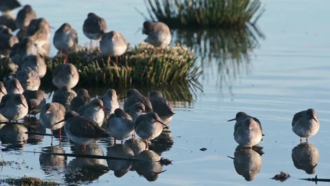 Common Redshanks, Tringa totanus in environment Stock Footage 170241727
