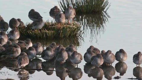 Common Redshanks, Tringa totanus in environment Stock Footage 170250774