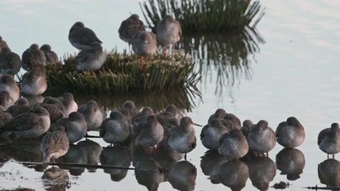 Common Redshanks, Tringa totanus in environment Stock Footage 170251232