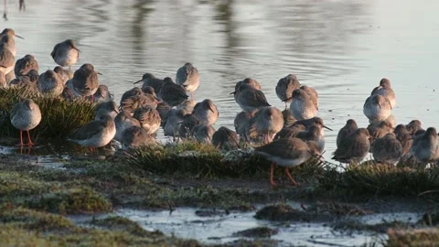 Common Redshanks, Tringa totanus in environment 스톡 동영상 170268671