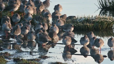 Common Redshanks, Tringa totanus in environment Stock Footage 170268867