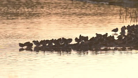 Common Redshanks, Tringa totanus in environment at sunrise Stock Footage 171395472