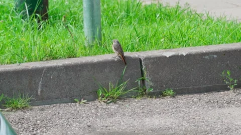 Common redstart bird 库存影片 332456643