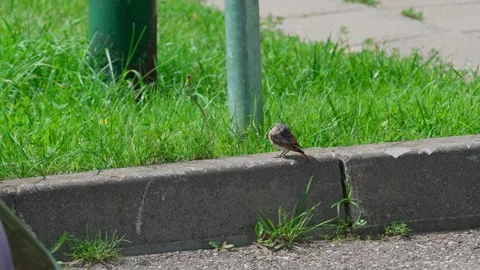Common redstart bird Video stock 332456686