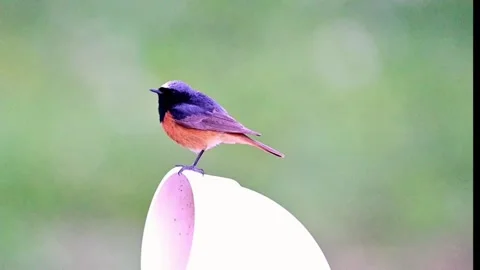 Common redstart bird perched on a white object Stock-Footage 336033280