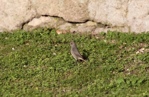 Common redstart bird Stock Photos
