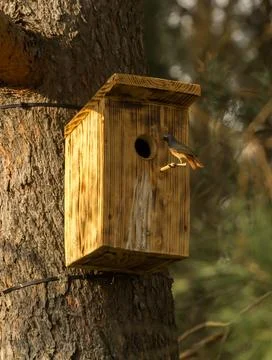 Common Redstart at a birdhouse in a tree Stock Photos