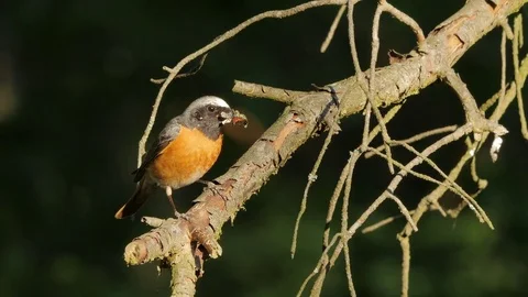 Common Redstart with caterpillar, insects in a beak, black background Vidéo 82482625