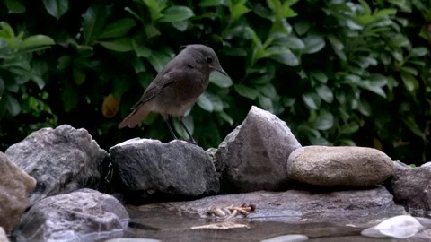 Common Redstart Chick Closely Observes Larvae During Bird Gardening Stock Footage 344599074