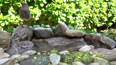 Common Redstart Chick Perched on a Stone Before Taking Flight Stock Footage 344598733